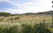 Photo submitted by guest of Montescalari