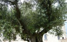 Photo submitted by guest of Paradiso