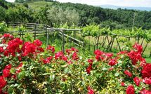 Photo submitted by guest of Fattoria Buonconvento