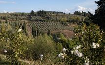 Photo submitted by guest of Borghetto