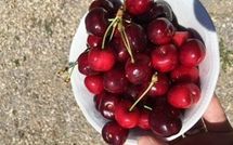 Photo submitted by guest of Villa Eden