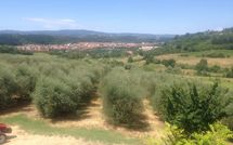 Photo submitted by guest of Villa Alabastro