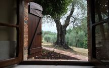 Photo submitted by guest of Il Meleto