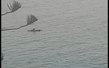 Photo submitted by guest of Il Sorriso