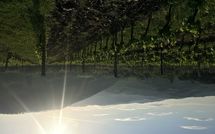 Photo submitted by guest of Casalta di Pesa