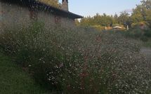 Photo submitted by guest of La Casetta nel Bosco