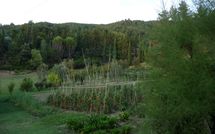 Photo submitted by guest of Rufina 200