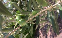 Photo submitted by guest of Villa la Fragola