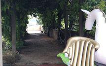 Photo submitted by guest of Montegufoni