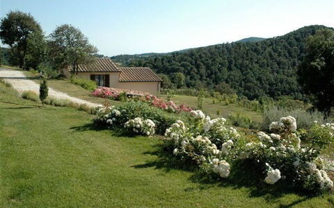 Villa Di Seripa: Land Lot, Property, Garden, Plant, Grass, Plant Community, Shrub, Tree, Rural Area, Lawn