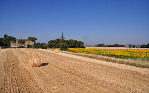 Agriturismo Il Molinello: Field, Road, Yellow, Sky, Grass Family, Rural Area, Plain