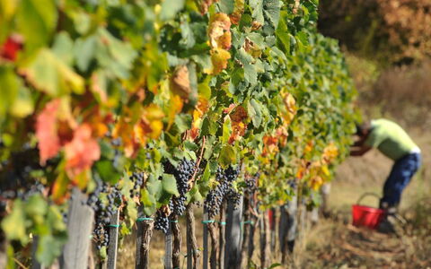 Villa Leopoldina: Plant, Food, Fruit, Agriculture, Natural Foods, Tree