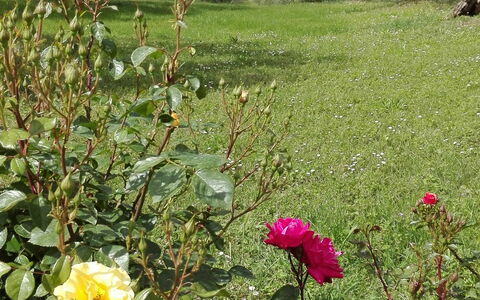 Agriturismo La Pieve: Flower, Flowering Plant, Plant, Rose Family, Rose, Shrub, Garden, Botany, Garden Roses