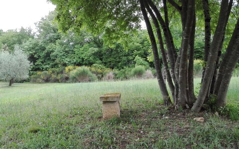 Agriturismo La Pieve: Nature, Tree, Natural Landscape, Nature Reserve, Grass, Green, Natural Environment, Woodland, Biome, Land Lot