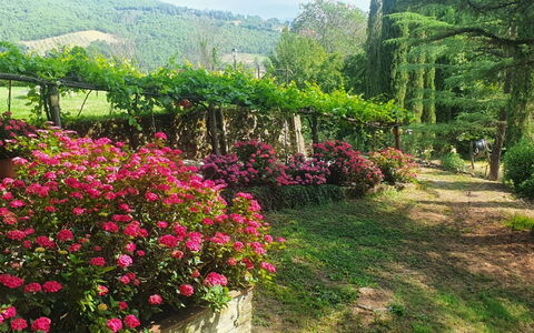Palazzo Rosadi: Flower, Plant, Plant Community, Botany, Natural Landscape, Sky, Vegetation, Biome, Petal, Tree