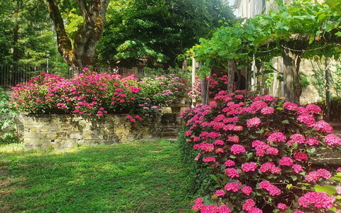 Palazzo Rosadi: Flower, Plant, Plant Community, Tree, Botany, Petal, Vegetation, Biome, Grass, Woody Plant