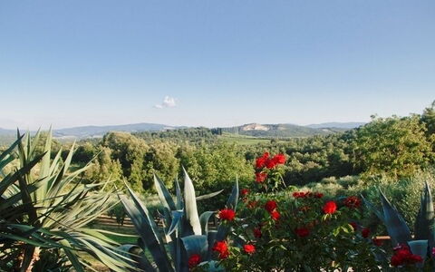 Gli Appartamenti Di Manuela: Vegetation, Flower, Plant, Botany, Sky, Plant Community, Tree, Landscape, Agave, Wildflower