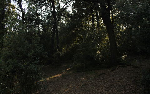 Gli Appartamenti Di Manuela: Natural Landscape, Wood, Tree, Trunk, Twig, Shade, Road Surface, Plant, Deciduous, Grass