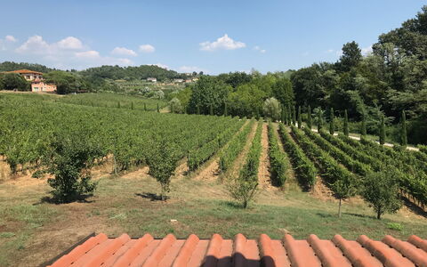 Il Sogno Tra i Vigneti: Vineyard, Agriculture, Plantation, Crop, Field, Plant, Farm, Rural Area, Tree