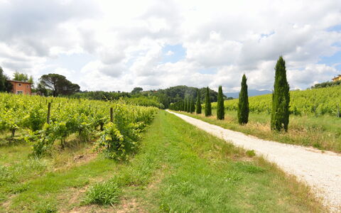 Il Sogno Tra i Vigneti: Nature, Land Lot, Green, Vegetation, Natural Landscape, Natural Environment, Tree, Field, Sky, Grass