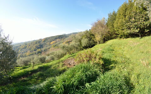 La Cipressa: Natural Landscape, Vegetation, Nature, Green, Natural Environment, Grass, Tree, Wilderness, Nature Reserve, Leaf