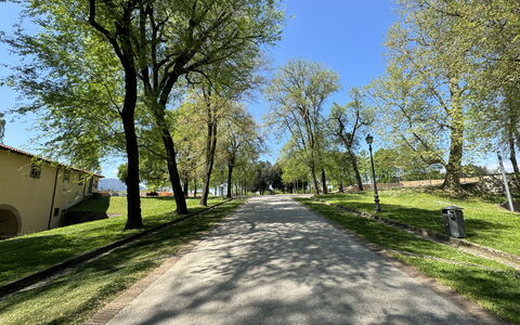 Alle Mura: Tree, Branch, Leaf, Grass, Nature, Road Surface, Road, Public Space, Asphalt, Thoroughfare