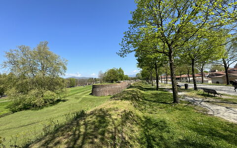 Alle Mura: Tree, Grass, Branch, Grassland, Plain, Land Lot, Groundcover, Meadow, Garden, Lawn