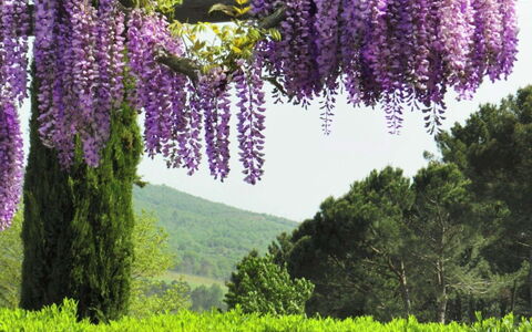 Villa Felciai: Flower, Lavender, Plant, Purple, Violet, Spring, Botany, Tree, Lupin, Wisteria