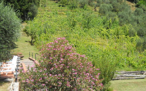 Aurora: Vegetation, Garden, Tree, Botanical Garden, Botany, Plant, Shrub, Plant Community, Landscape, Flower