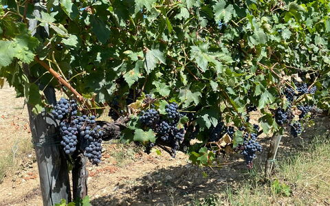 La Corte Di Campalli: Plant, Fruit, Food, Shrub, Tree, Groundcover