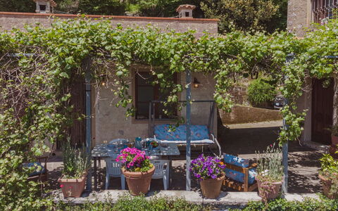 Paradiso: Plant, Flower, Flowerpot, Window, Botany, Houseplant, Building, Vegetation, Chair, Grass