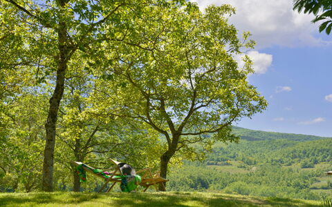 Casa Di Lilli: Leaf, Tree, Branch, Green, Natural Environment, Nature, Vegetation, Grassland, Recreation, Trunk