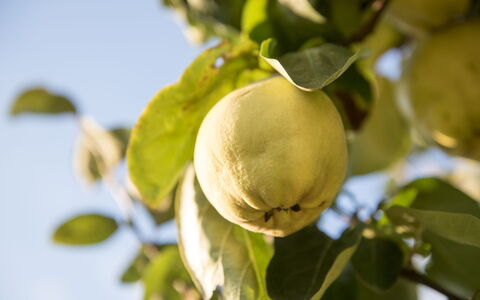 Sequerciani: Tree, Fruit, Plant, Flower, Food, Leaf, Branch, Produce, Flowering Plant