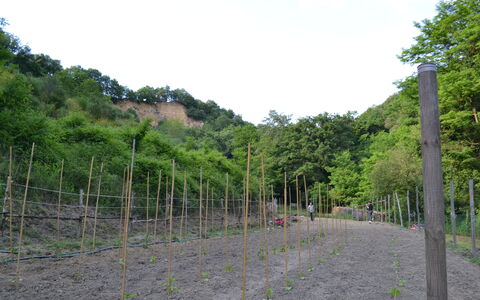 Agriturismo Il Giaggiolo without Pool: Vegetation, Tree, Land Lot, Hill Station, Plant Community, Plant, Grass, Thoroughfare, Fence, Landscape