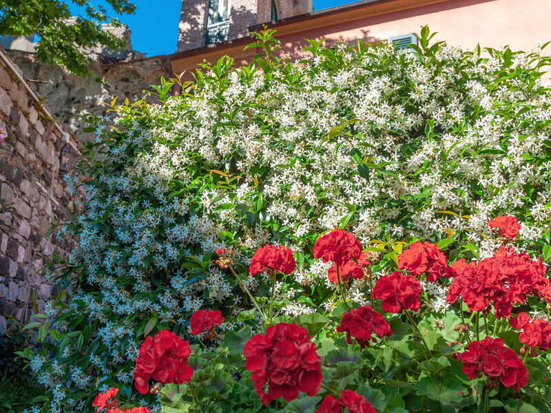 Portovecchio Apartments - Levanto