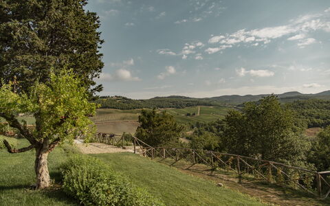 Villa Pianvecchio: Tree, Land Lot, Rural Area, Grassland, Cumulus, Shrub, Valley, Meadow, Field, Pasture