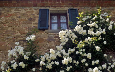 San Lorenzo: Flower, Plant, Building, Window, Petal, Botany, House, Vegetation, Wood, Door