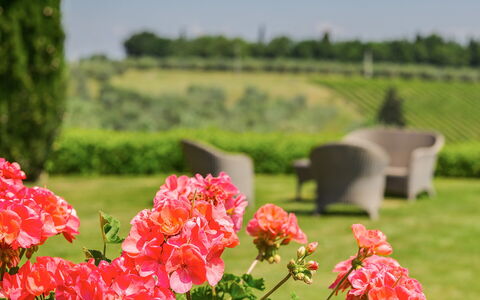 Sole Del Chianti: Flower, Plant, Petal, Nature, Green, Natural Environment, Vegetation, Natural Landscape, Tree, Grass
