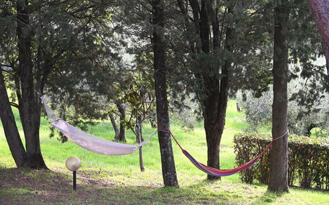 Villa Tresanti: Plant, Tree, Natural Environment, Branch, Wood, Natural Landscape, Trunk, Shade, Biome