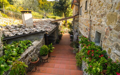 Casale Montanare: Plant, Building, Leaf, Flowerpot, Tree, Window, Vegetation, Yellow, Road Surface, Wall