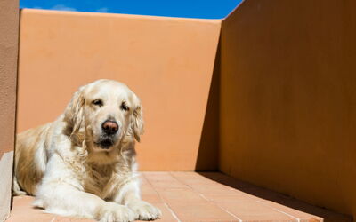 Accommodation:&nbsp;La Casina 650.3