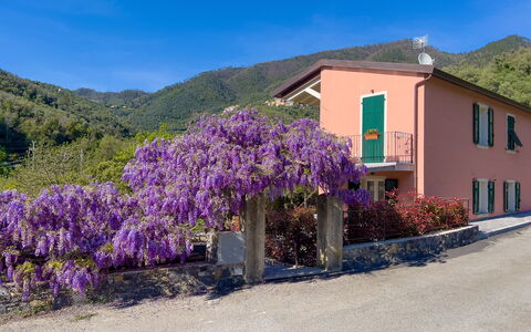 La Casa Dei Glicini - Levanto: Flower, Plant, Sky, Building, Window, Blue, Azure, Mountain, Purple, House
