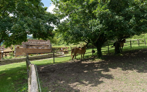 Locanda Di Alberi Without Kitchen: Horse, Plant, Vertebrate, Tree, Fence, Natural Landscape, Land Lot, Wood