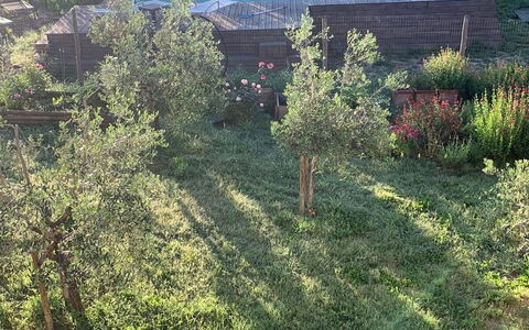 Alice - Podere Ribatti - Casole D'elsa, Toscana: Plant, Plant Community, Natural Landscape, Tree, Land Lot, Window, Grass, Vehicle, Grassland, Groundcover