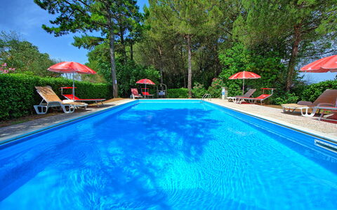 Leccino: Water, Plant, Furniture, Swimming Pool, Tree, Chair, Building, Shade, Outdoor Furniture