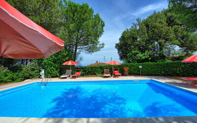 Leccino - Montaione, Tuscany, Italy - Leccino 1