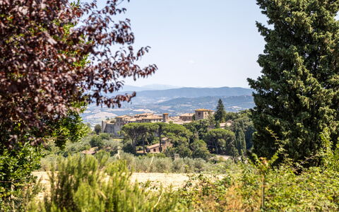 Poggio Padule: Leaf, Tree, Nature, Vegetation, Shrub, Landscape, Plant Community, Land Lot, Rural Area, Sunlight