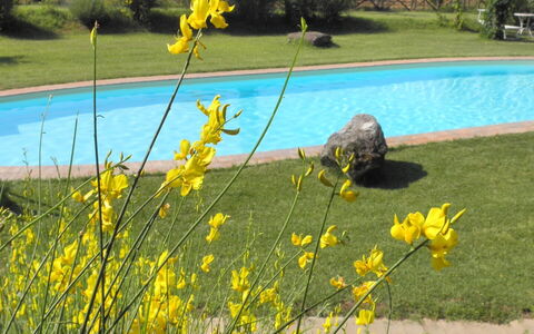 Appartamento La Vecchia Cedraia, Wifi, Perugia: Yellow, Spring, Garden, Lawn, Landscaping, Yard, Park, Wildflower, Botanical Garden