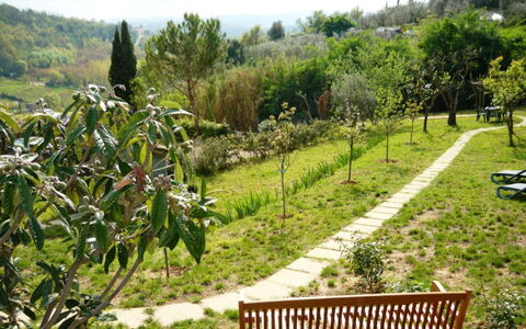 Podere Oliveta: Vegetation, Garden, Shrub, Plant Community, Groundcover, Spring, Botanical Garden, Plantation, Landscaping, Walkway