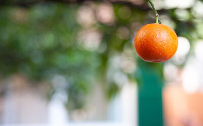 La Casa Dei Mandarini